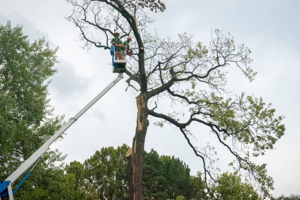 Tree Removal for Businesses in Landis, NC